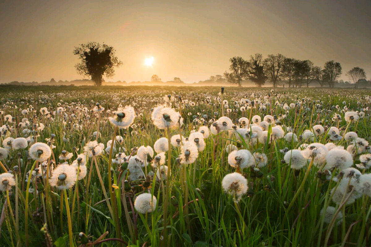 სიყვარული