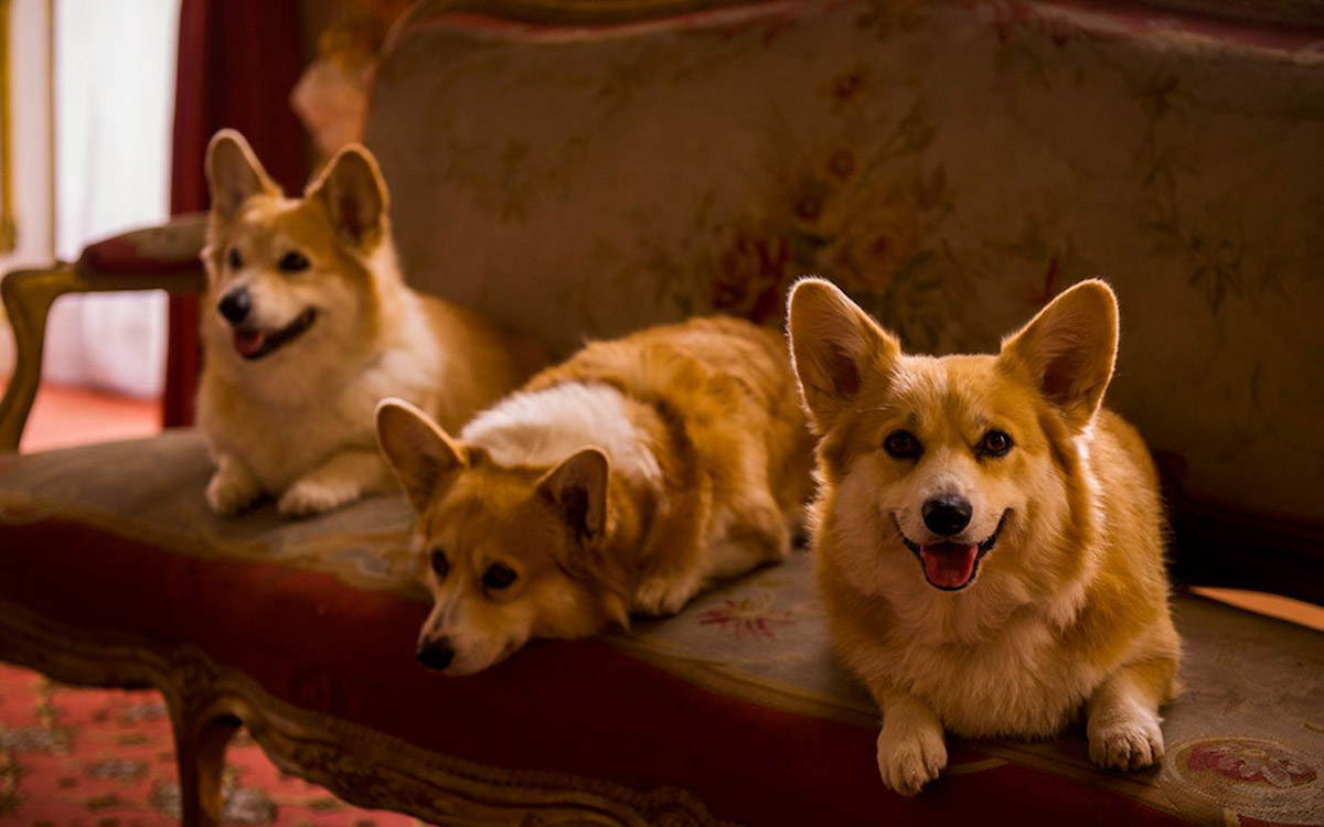 royal corgis