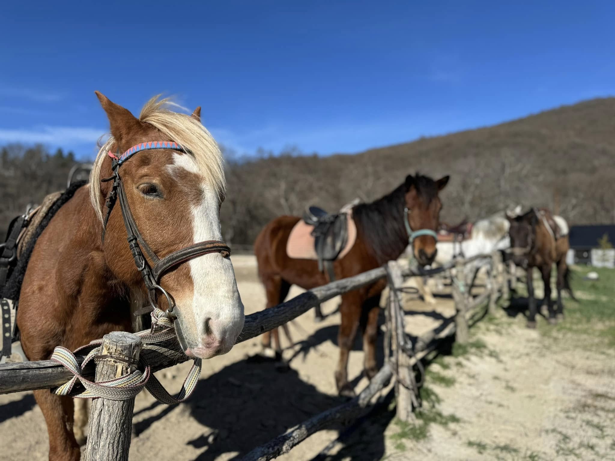 კიკეთის ფერმა, kiketi farm, ცხენების დღეები, ფესტივალი, horse days